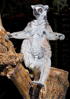 Ringtailed lemur