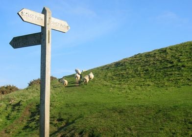 Coast sheep path