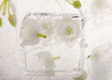 Lily of the valley in ice 