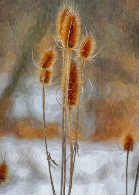 Group of Teasels