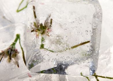 Wild flower in ice cube 1