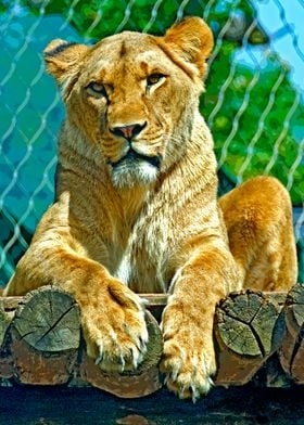 Female lion