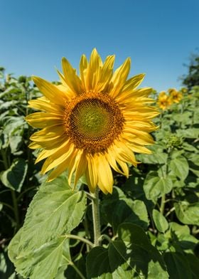 SUNFLOWER