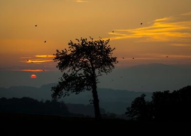 The tree and sun