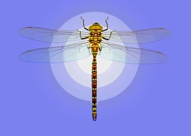 Dragonfly