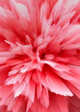 Photo Pink flowers peonies