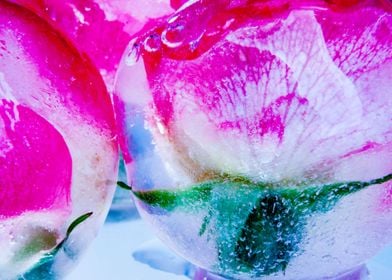 Roses in ice spheres 8