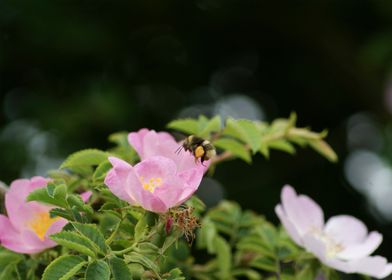Worker Bee carrying Pollen