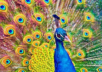 Indian peafowl