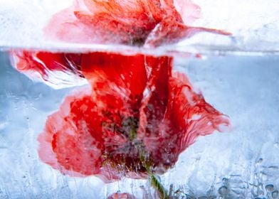 Poppy in ice 3