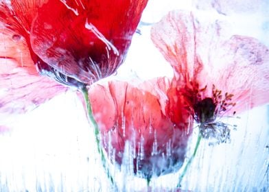 Poppy in ice 2