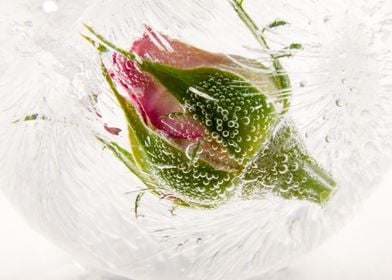 Rose in ice sphere 2