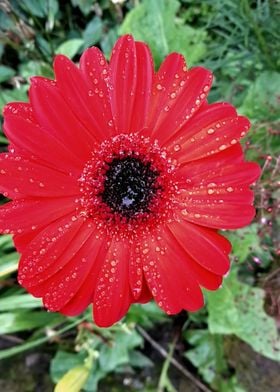 Tropical Flower Azores