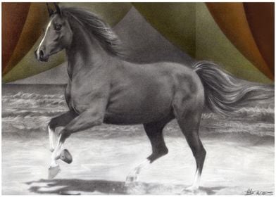 Arabian Horse5