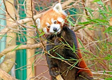 Little red panda