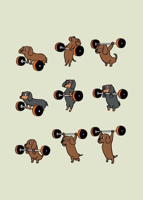 Olympic Lifting Dachshund