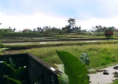 Rice field Ubud Bali 