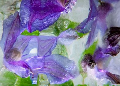 Clematis in ice 4