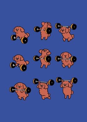 Olympic Lifting Poodle