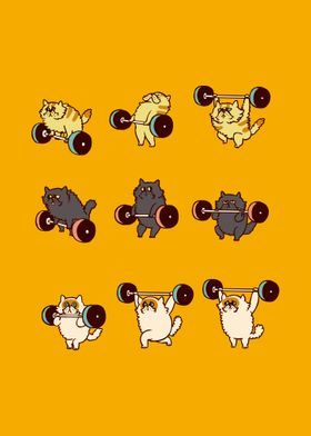 Olympic Lifting Cat