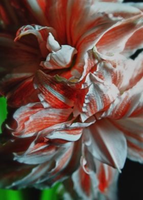 Amaryllis Double Bloom