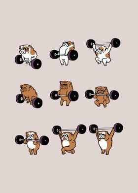 Olympic Lifting Bulldog