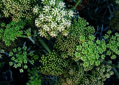 Seaside Wildflowers