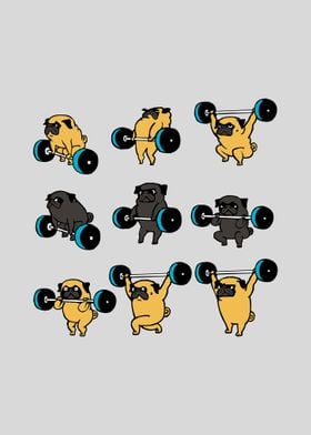 Olympic Lifting Pug