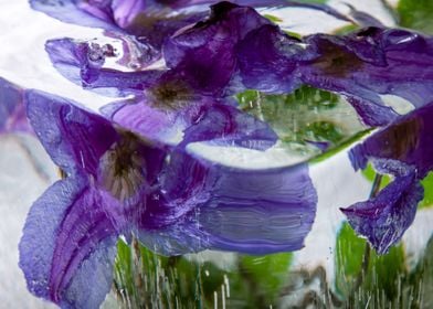 Clematis in ice 1