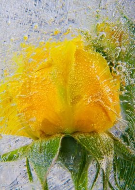 Yellow rose in ice 8