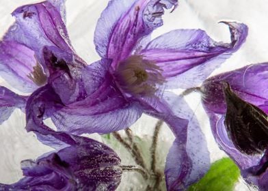 Clematis in ice 2