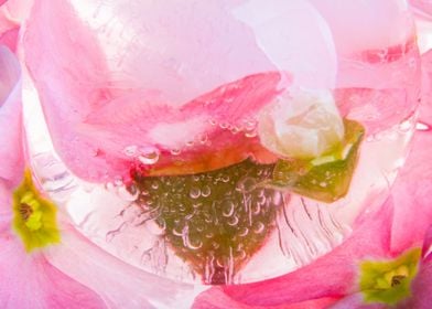 Primula in ice sphere