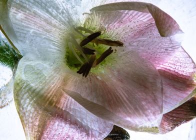 Amaryllis in ice