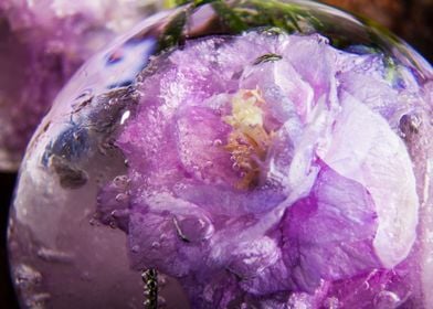 Campanula in ice sphere