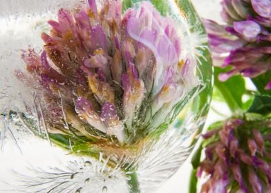 Red clover in ice sphere