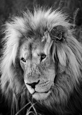 Lion Male Portrait