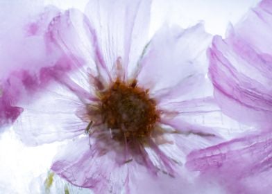 Mexican aster in ice 1