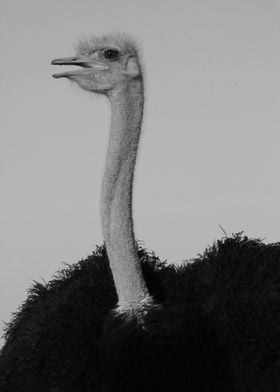 Ostrich Male