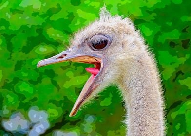 Ostrich