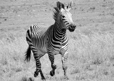 Zebra Stallion