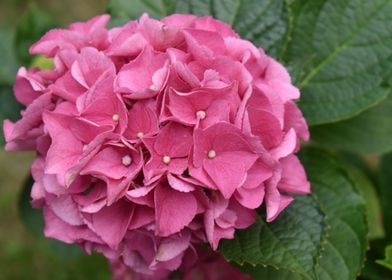 Hydrangea Bloom