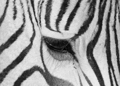 Zebra is dreaming