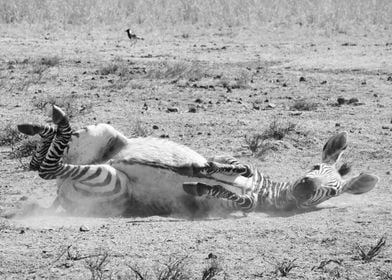 Zebra sandbathing