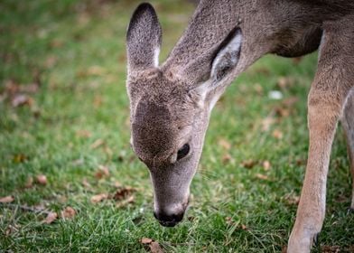 Grazing