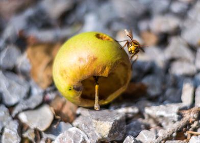 A Wasp and her Apple