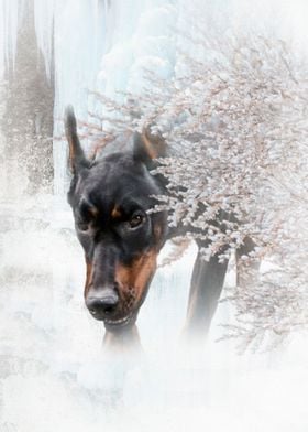 Winter Doberman