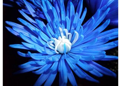 Starburst Blue Flower 