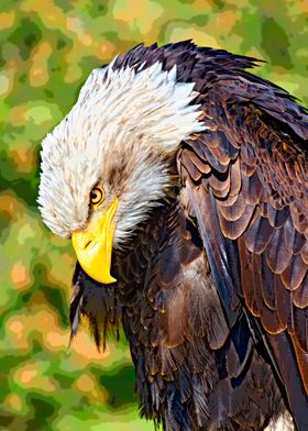 Bald eagle