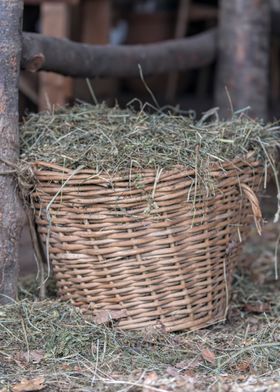 old basket with hay