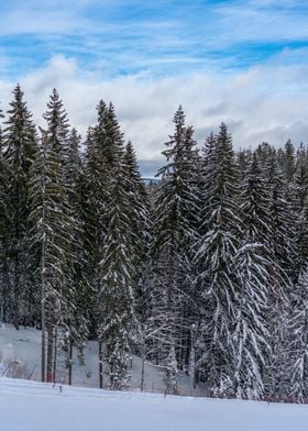 Pine trees and snow